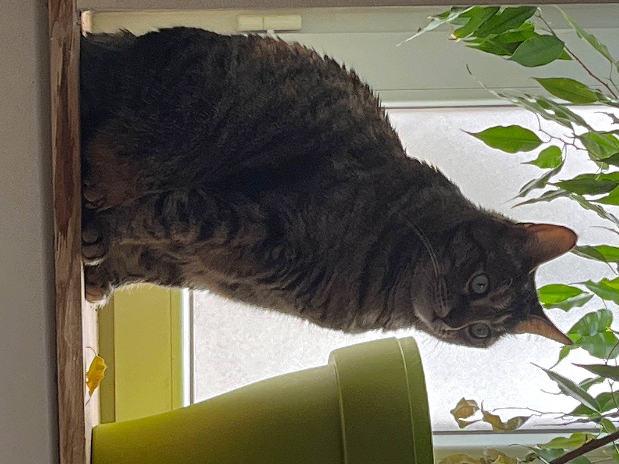 Manoune participe au concours pour gagner de l'argent avec cette photo : black_cat, carnivore, cat, domestic_short_haired_cat, felidae, fur, plant, small_to_medium_sized_cats, snout, tail, terrestrial_animal, whiskers, window