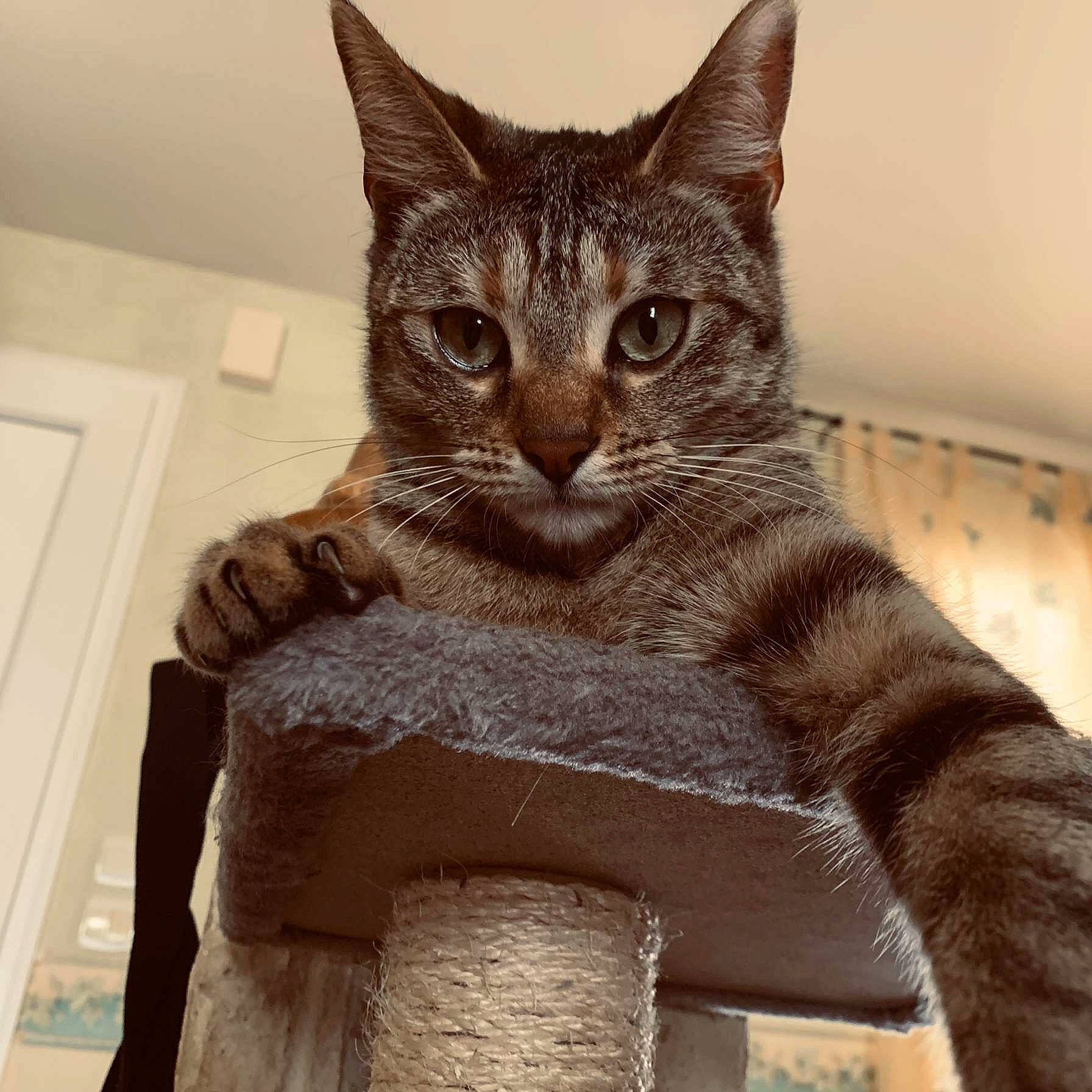 Manoune participe au concours pour gagner de l'argent avec cette photo : art, carnivore, cat, domestic_short_haired_cat, door, felidae, fur, metal, paw, sitting, sleeve, small_to_medium_sized_cats, snout, tail, terrestrial_animal, whiskers, window