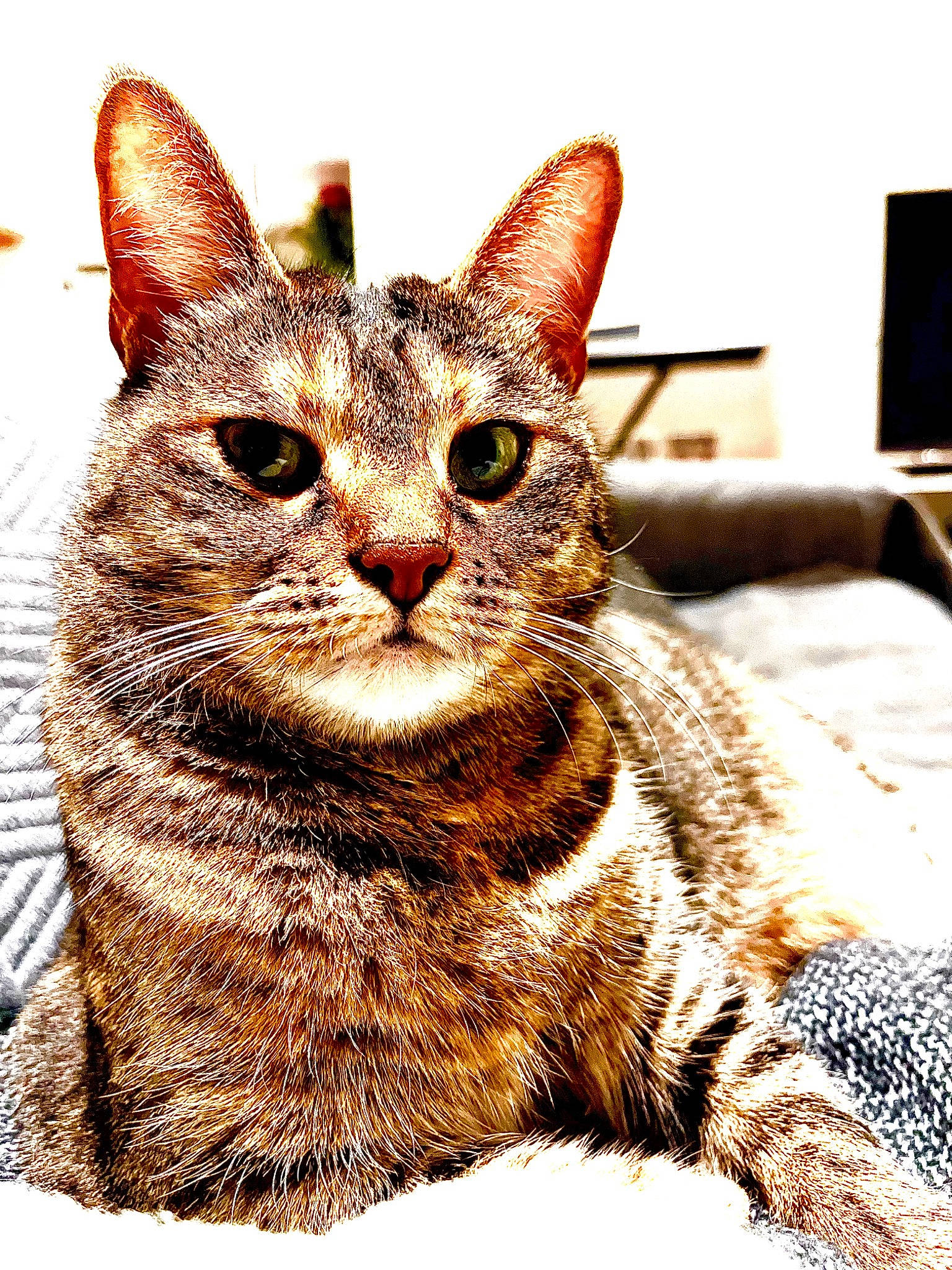 Manoune a rejoint le concours — aidez-le/la à gagner de superbes lots ! art, carnivore, cat, computer_keyboard, domestic_short_haired_cat, felidae, fur, illustration, painting, paw, rectangle, small_to_medium_sized_cats, snout, tail, terrestrial_animal, whiskers, wildlife