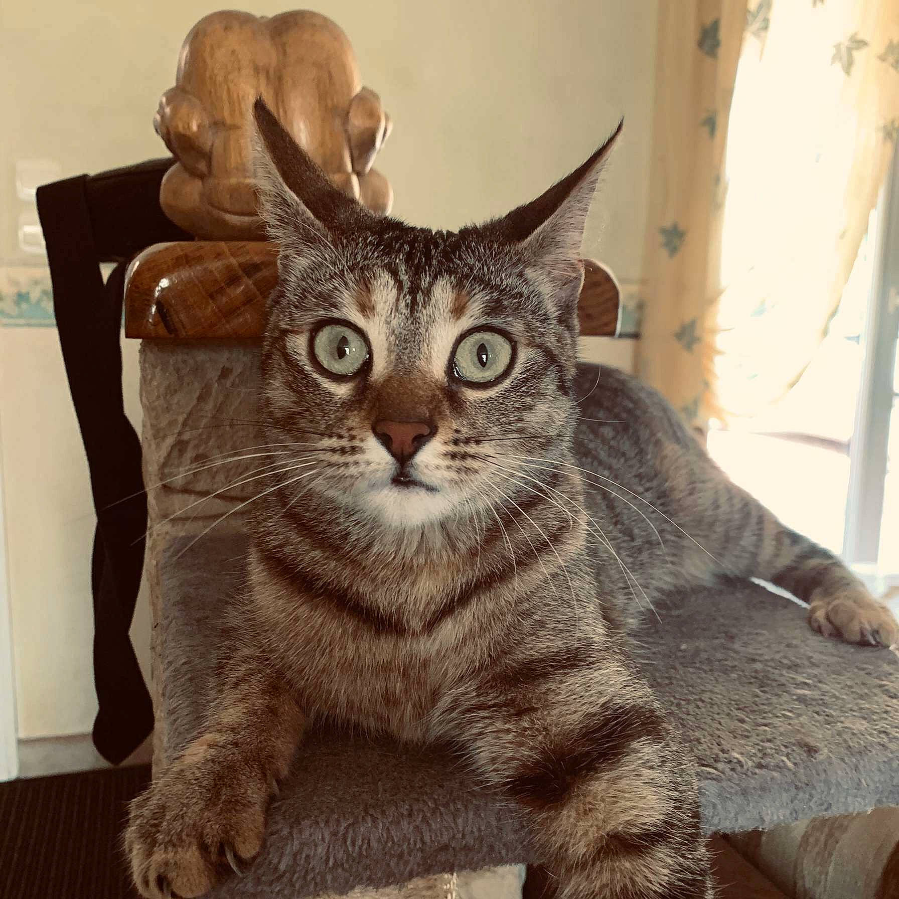 Manoune participe au concours pour gagner de l'argent avec cette photo : carnivore, cat, domestic_short_haired_cat, felidae, fur, paw, rectangle, sitting, small_to_medium_sized_cats, snout, square, tail, terrestrial_animal, whiskers, window