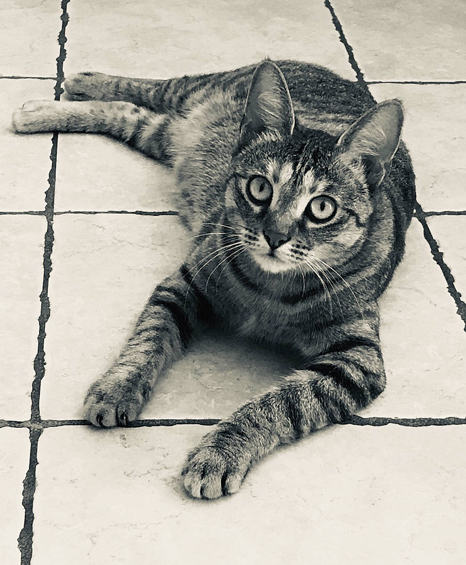 Manoune participe au concours pour gagner de l'argent avec cette photo : black_and_white, carnivore, cat, claw, domestic_short_haired_cat, felidae, foot, fur, grey, metal, monochrome, monochrome_photography, paw, small_to_medium_sized_cats, snout, stock_photography, style, tail, terrestrial_animal, whiskers