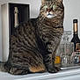 animal, cat, champagne, closeup, curious, decor, domestic_cat, feline, glass_bottle, green_eyes, household, indoor, looking, mantelpiece, pet, sitting, striped, tabby, tray, whiskers