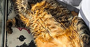 Geronimo participe au concours pour gagner de l'argent avec cette photo : animal, cat, christmas, cozy, cute, decor, fur, holiday, home, indoor, mat, paw, pet, relaxed, resting, sleeping, sunlight, tabby, whiskers, window