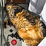 Geronimo participe au concours pour gagner de l'argent avec cette photo : animal, cat, christmas, cozy, cute, decor, fur, holiday, home, indoor, mat, paw, pet, relaxed, resting, sleeping, sunlight, tabby, whiskers, window
