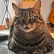 Geronimo participe au concours pour gagner de l'argent avec cette photo : animal, carpet, cat, close_up, cozy, cute, domestic, figurine, fur, furniture, green_eyes, guitar, indoor, paws, pet, portrait, relaxed, tabby, whiskers, wooden_cabinet