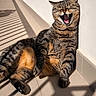 belly, cat, claws, feline, lounging, outdoor_balcony, paw, pet, portrait, relaxed, shadow, sunbathing, sunlight, tabby_cat, teeth, tiled_floor, tongue, whiskers, white_wall, yawning