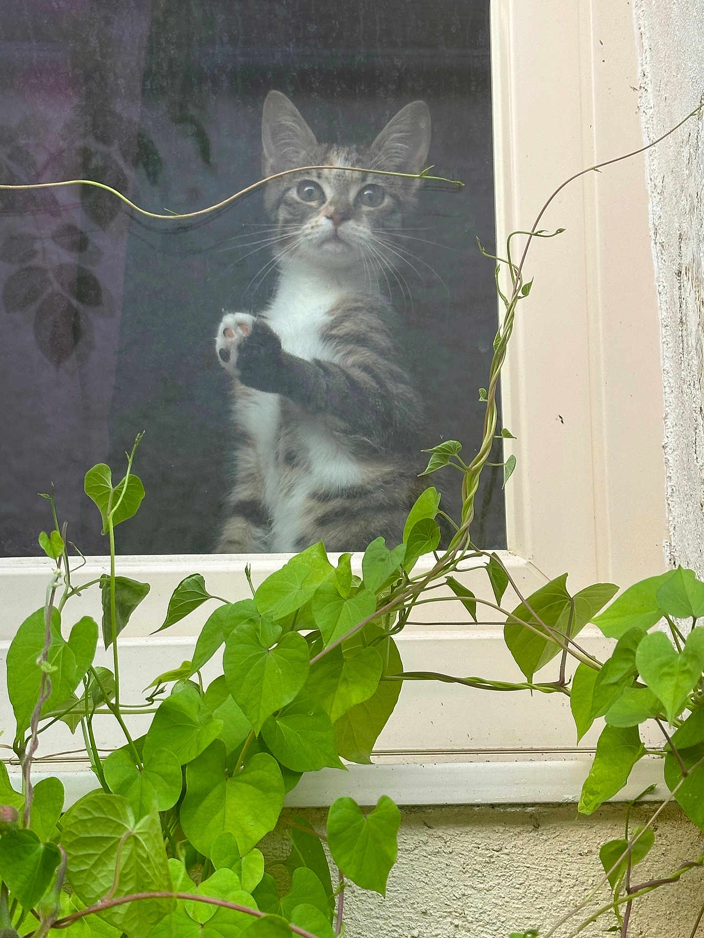 Abyss a rejoint le concours — aidez-le/la à gagner de superbes lots ! cat, tabby, window, paw, plant, vine, green_leaves, curious, indoor, outdoor, glass, pet, animal, whiskers, face, ears, nature, daylight, wall, home