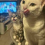 Abyss a rejoint le concours — aidez-le/la à gagner de superbes lots ! cat, white_cat, tabby_cat, pets, animal, indoor, feline, tongue, licking, cat_tree, platform, close_up, cute, whiskers, eyes, fur, mouth_open, home, living_room, television