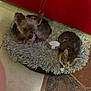 dog, cat, pet_bed, fluffy_bed, small_dog, tabby_cat, indoor, floor_tiles, red_cabinet, relaxed, cozy, resting, animal, companions, cute, fur, ears, snuggled, home, domestic