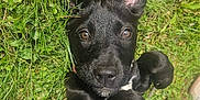 Ashka a rejoint le concours — aidez-le/la à gagner de superbes lots ! dog, puppy, black_dog, grass, outdoor, playful, ears_up, pet, animal, cute, nature, young_dog, fur, canine, lying_down, greenery, sunlight, adorable, looking_up, close_up
