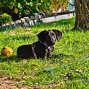 Ashka a rejoint le concours — aidez-le/la à gagner de superbes lots ! dog, puppy, black_dog, grass, outdoor, sunlight, tree, ball, harness, greenery, nature, pet, animal, yard, leash, bushes, play, summer, young_dog, relaxing