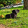 dog, puppy, black_dog, grass, outdoor, sunlight, tree, ball, harness, greenery, nature, pet, animal, yard, leash, bushes, play, summer, young_dog, relaxing