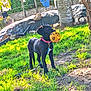dog, black_dog, ball, yellow_ball, grass, tree, outdoor, sunlight, leash, collar, playful, pet, nature, stone_wall, daytime, chewed_ball, animal, young_dog, greenery, yard