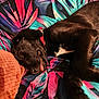 dog, sleeping, black_dog, collar, tongue_out, blanket, colorful, floral_pattern, cozy, pet, indoors, resting, cute, fur, paw, closeup, relaxing, animal, companion, soft