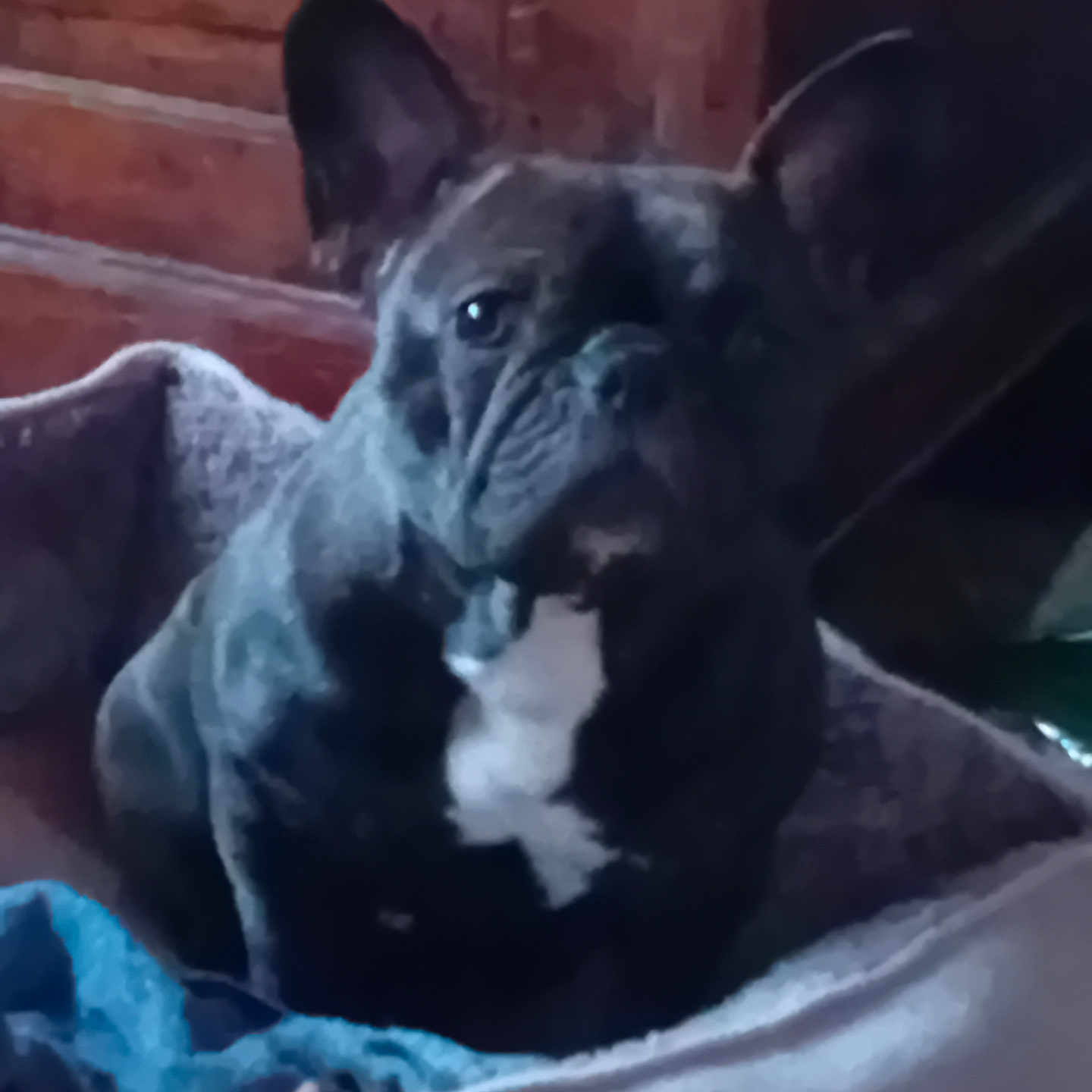 Nala a rejoint le concours — aidez-le/la à gagner de superbes lots ! animal, brindle, canine, companion, cozy, cute, dog, domestic_animal, ears, french_bulldog, fur, furniture, indoor, pet, pet_bed, portrait, resting, sitting, white_patch, wooden_wall