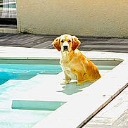 Atlas participe au concours pour gagner de l'argent avec cette photo : dog, golden_retriever, puppy, pool, water, sunlight, outdoor, pet, animal, shallow_water, calm, curious, fur, tile, wall, daylight, summer, relaxing, backyard, pet_portrait