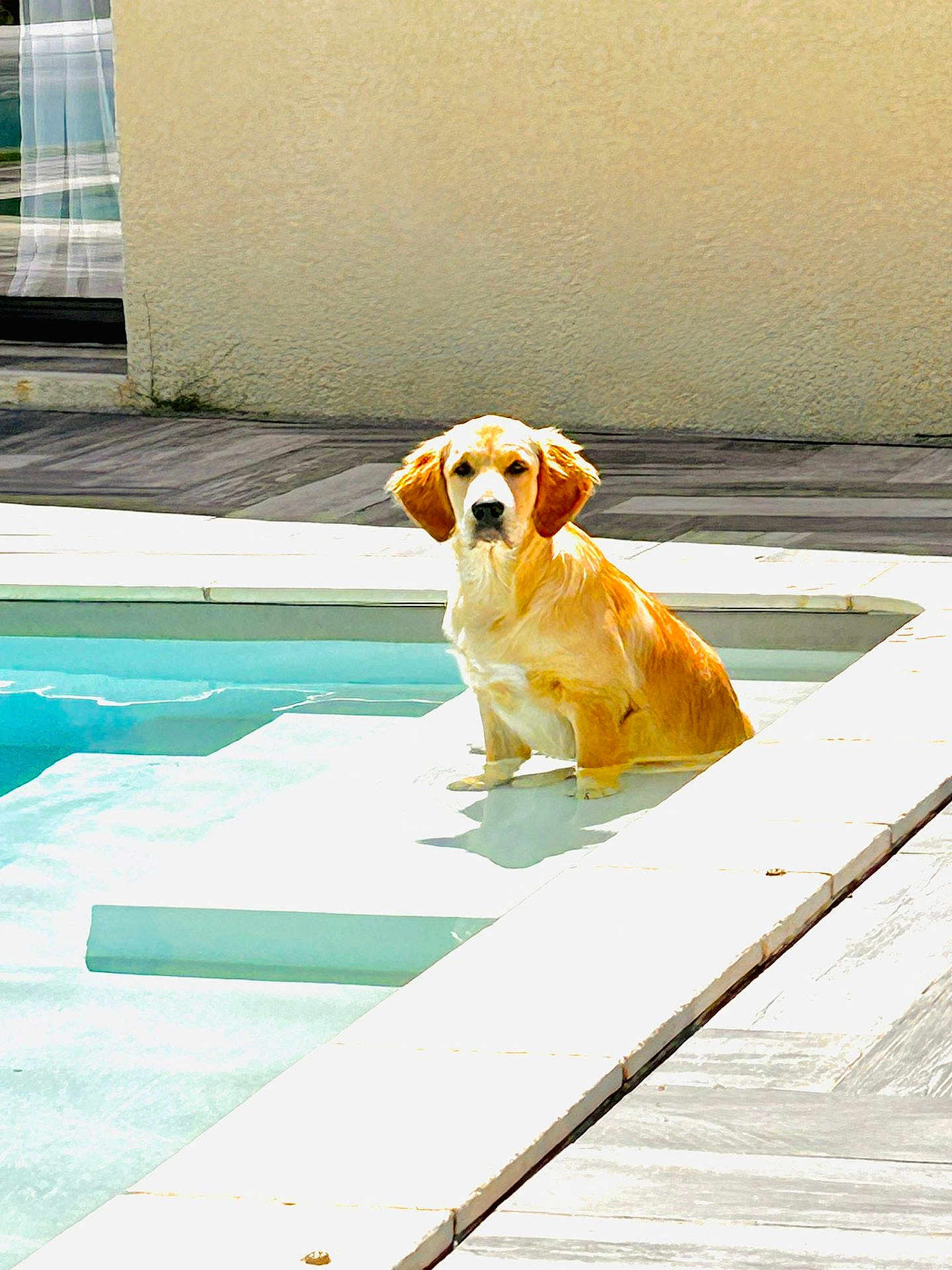 Atlas participe au concours pour gagner de l'argent avec cette photo : dog, golden_retriever, puppy, pool, water, sunlight, outdoor, pet, animal, shallow_water, calm, curious, fur, tile, wall, daylight, summer, relaxing, backyard, pet_portrait