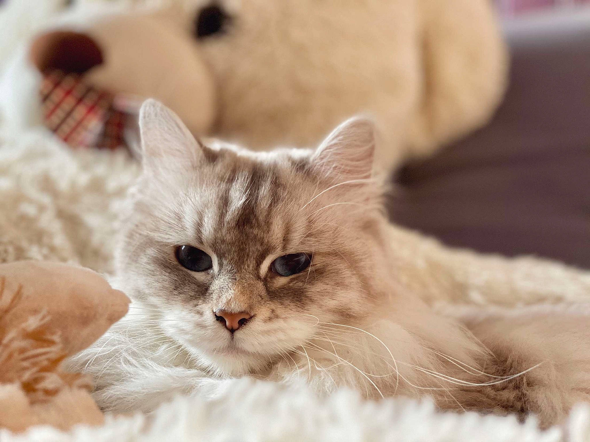 Ostine a rejoint le concours — aidez-le/la à gagner de superbes lots ! american_curl, burmilla, carnivore, cat, colorpoint_shorthair, ear, eye, felidae, fur, kitten, mammal, nose, ragamuffin, ragdoll, skin, small_to_medium_sized_cats, turkish_angora, turkish_van, vertebrate, whiskers