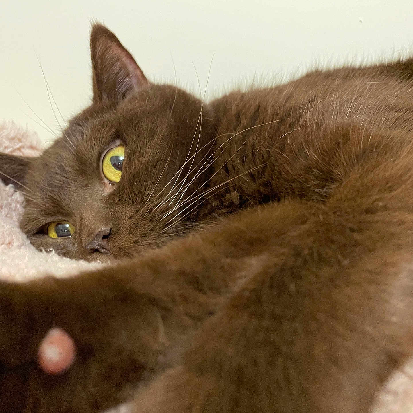 Bear joined the competition — help win amazing prizes! abyssinian, animal, blackcat, bodypart, cat, finger, hand, kitten, manx, person, pet, sleeping