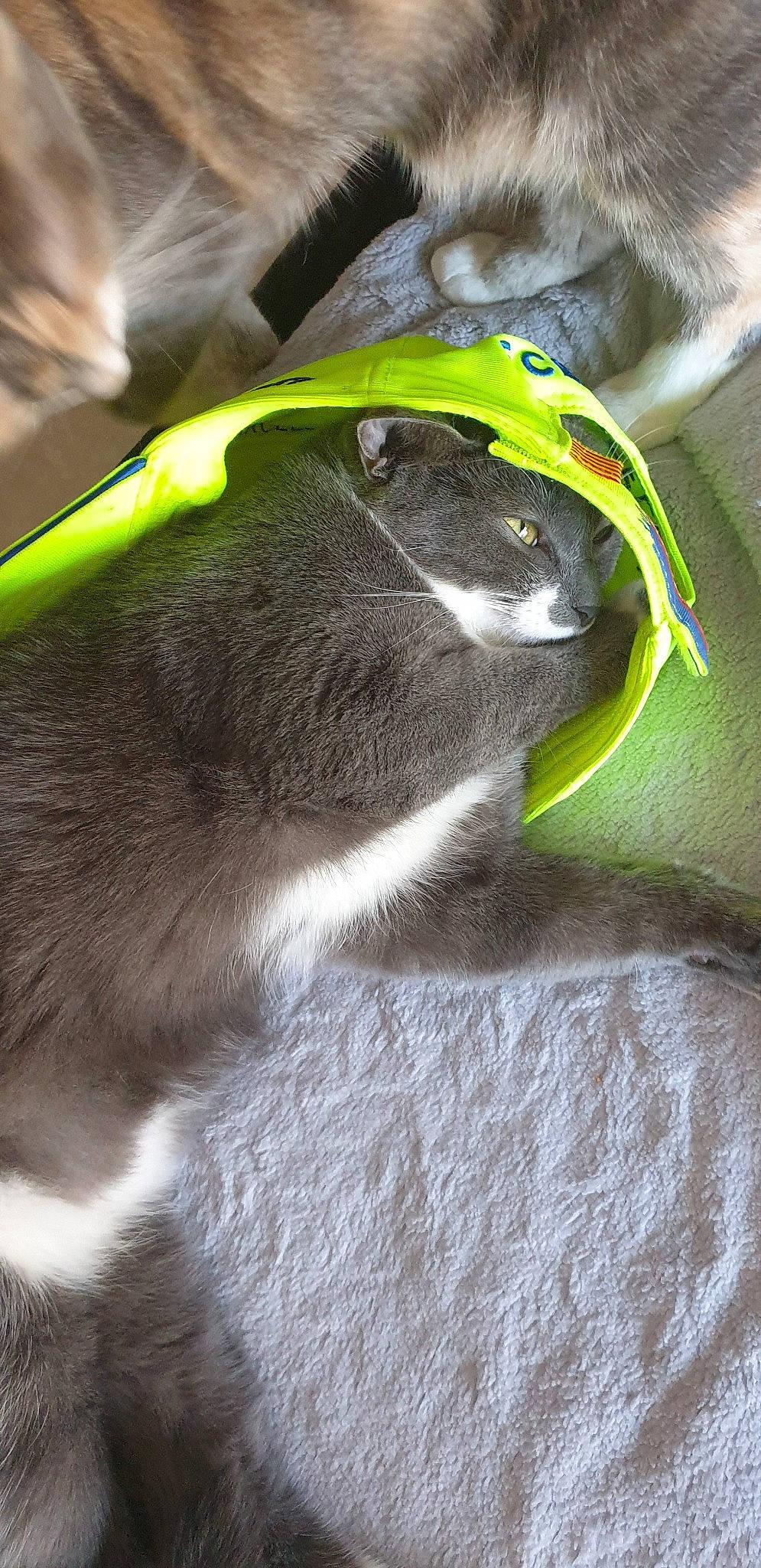 Nikita participe au concours pour gagner de l'argent avec cette photo : cat, green, snout, whiskers