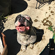 Bella is registered to the contest to win money with this photo: animal, black_and_white, canine, close_up, concrete, daylight, dog, garden_furniture, happy, muddy, outdoor, patio, pet, playful, shadow, sitting, smiling, sunlight, tongue_out, water_drops