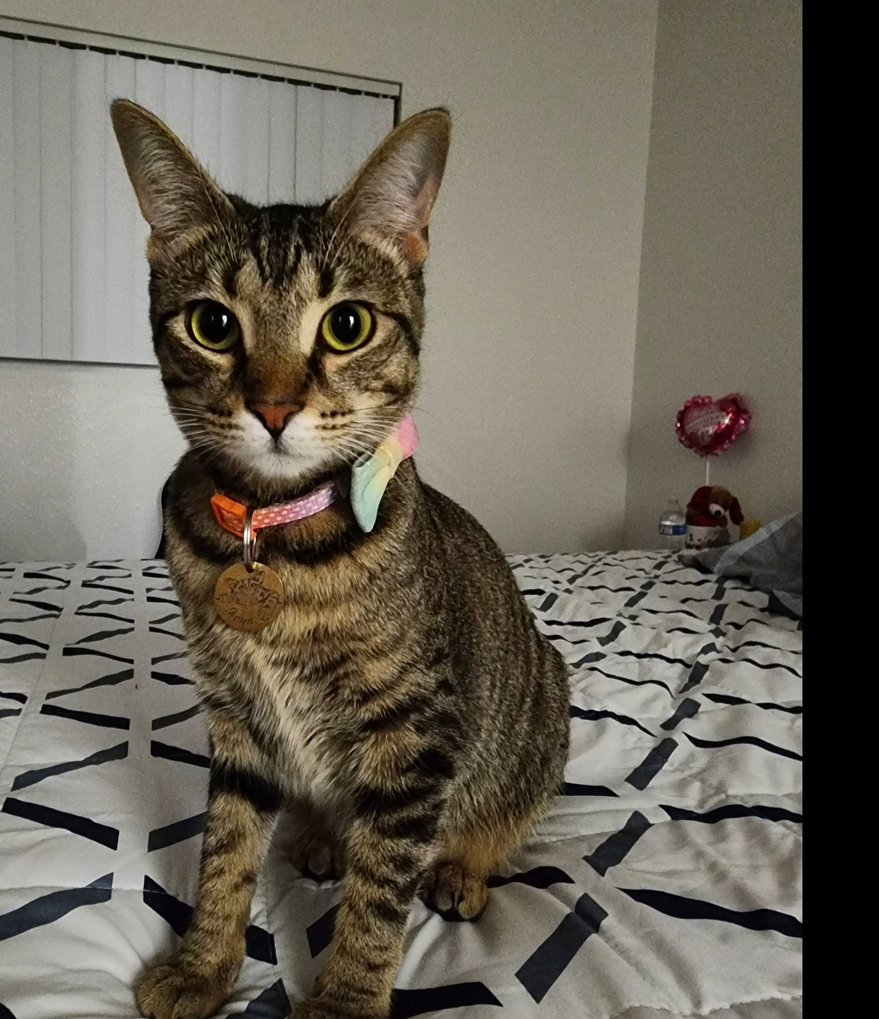 Arya is registered to the contest to win money with this photo: carnivore, cat, comfort, domestic_short_haired_cat, felidae, flooring, fur, paw, sitting, small_to_medium_sized_cats, snout, tail, terrestrial_animal, whiskers