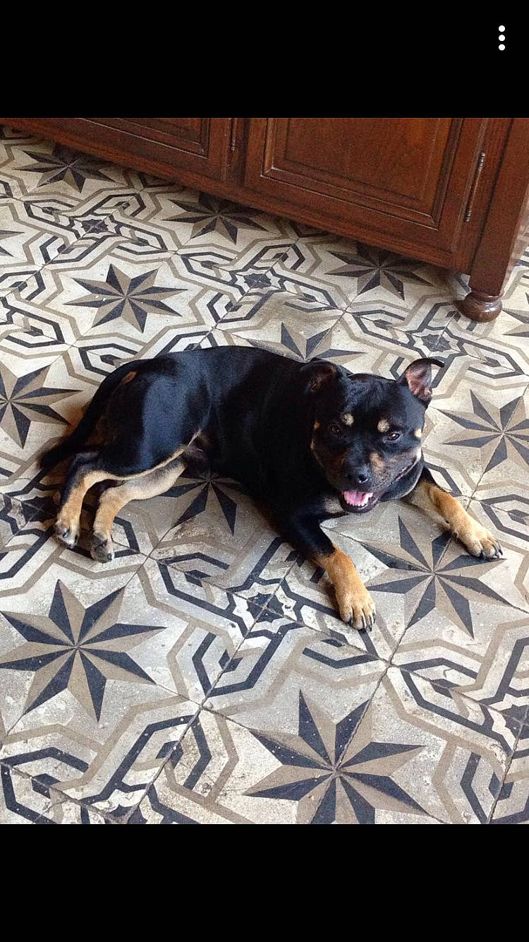 Pepite participe au concours pour gagner de l'argent avec cette photo : canidae, carnivore, comfort, companion_dog, dog, dog_breed, dog_supply, floor, flooring, hardwood, pattern, room, snout, sporting_group, terrestrial_animal, toy_dog, vertebrate, wood, working_animal, working_dog