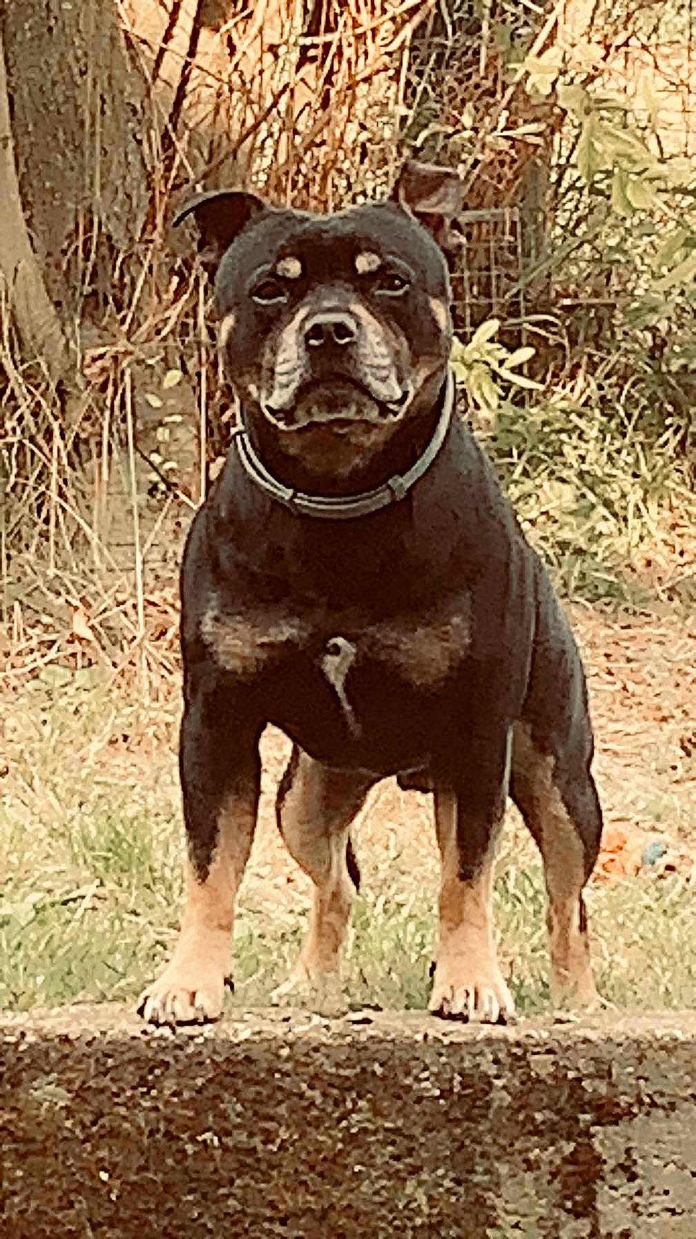 Pepite participe au concours pour gagner de l'argent avec cette photo : alert, animal, background, black, brown, canine, collar, dog, ears, fur, grass, ground, nature, outdoor, paws, pet, sidewalk, snout, standing, tree