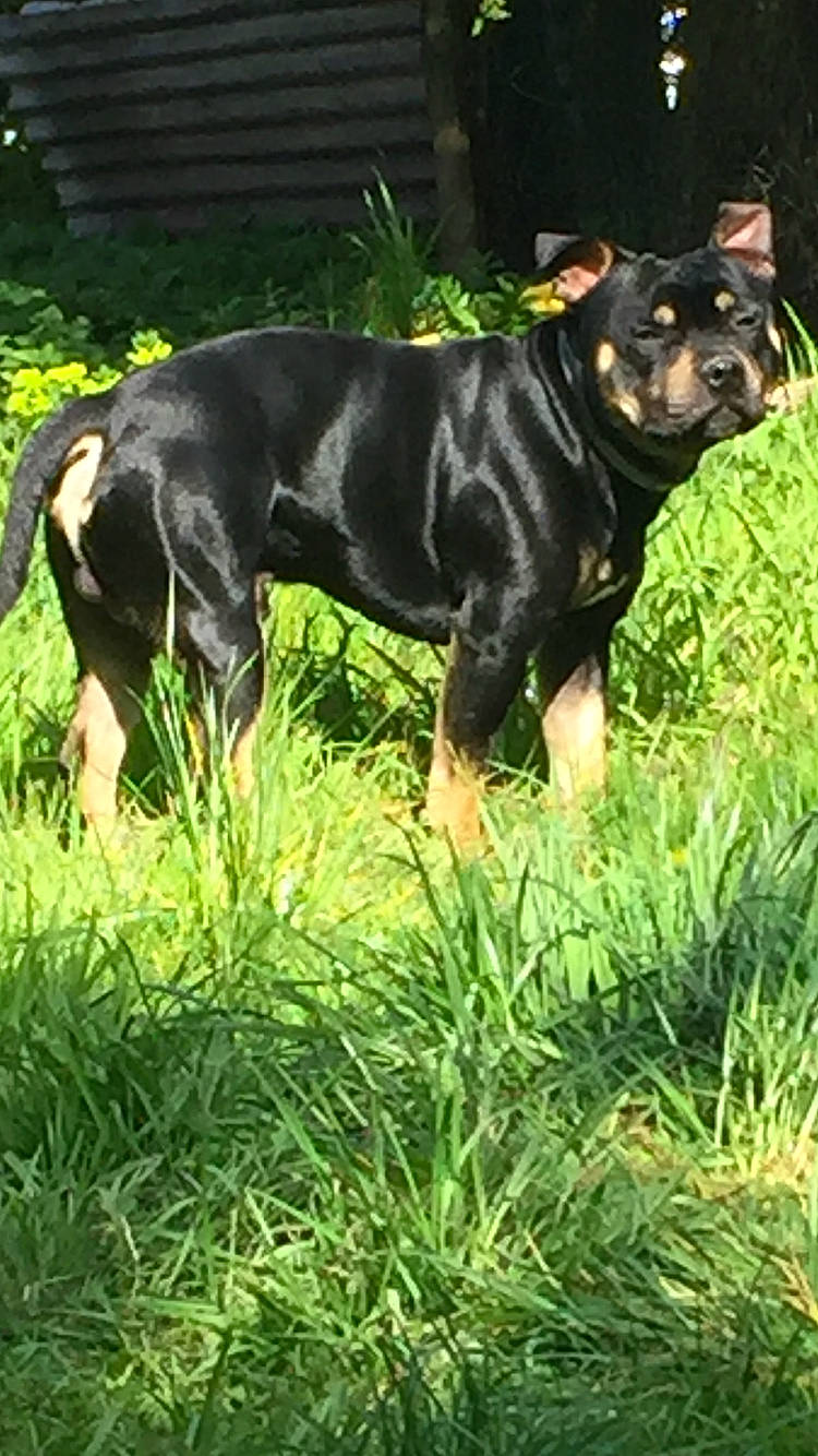 Pepite a rejoint le concours — aidez-le/la à gagner de superbes lots ! canidae, carnivore, companion_dog, dog, dog_breed, fawn, felidae, grass, grassland, groundcover, hierochloe, lawn, plant, snout, sporting_group, tail, terrestrial_animal, whiskers, window, working_animal