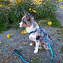 Aribo a rejoint le concours — aidez-le/la à gagner de superbes lots ! animal, australian_shepherd, blue_merle, canine, cute, daylight, dog, grass, gravel, greenery, harness, leash, nature, outdoor, pet, puppy, side_view, sitting, wildflowers, yellow_flowers