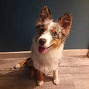 Aribo participe au concours pour gagner de l'argent avec cette photo : animal, blue_wall, canine, companion, cute, dog, domestic, ears, floor, friendly, fur, happy, indoor, looking_up, mammal, pet, playful, sitting, tongue_out, wooden_floor