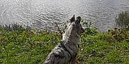 Aribo a rejoint le concours — aidez-le/la à gagner de superbes lots ! animal, calm, clouds, daylight, dog, grass, greenery, lake, landscape, leaves, merle_coat, nature, outdoor, pet, scenic, sitting, sky, trees, water, wildlife