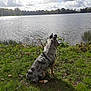 animal, calm, clouds, daylight, dog, grass, greenery, lake, landscape, leaves, merle_coat, nature, outdoor, pet, scenic, sitting, sky, trees, water, wildlife
