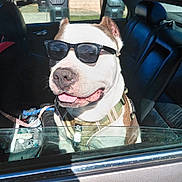 Castro is registered to the contest to win money with this photo: dog, sunglasses, car_interior, open_window, seat, harness, leash, tongue_out, sunlight, shadow, reflection, door_frame, trash_can, grass, portrait, pet, happy, smiling, summer, passenger