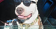 Castro is registered to the contest to win money with this photo: car_interior, dog, door_frame, grass, happy, harness, leash, open_window, passenger, pet, portrait, reflection, seat, shadow, smiling, summer, sunglasses, sunlight, tongue_out, trash_can