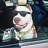dog, sunglasses, car_interior, open_window, seat, harness, leash, tongue_out, sunlight, shadow, reflection, door_frame, trash_can, grass, portrait, pet, happy, smiling, summer, passenger