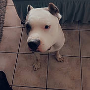 Castro is registered to the contest to win money with this photo: animal, black_patch, canine, companion, curious, dog, domestic_animal, ears, floor_tiles, furniture, home, indoor, looking_up, paw, pet, quiet, sitting, snout, tile_floor, white_dog