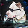 accessory, canine, car, collar, cool, daylight, dog, interior, leash, muzzle, pet, relaxed, seat, shadow, sunglasses, sunlight, tongue, vehicle, white_brown, window