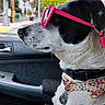 accessory, animal, black_and_white_dog, bow_tie, car_interior, collar, cute, daytime, dog, leisure, outdoor, pet, pet_accessory, road, seat, side_profile, sunglasses, traffic_light, vehicle, window_view