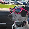 black_and_white, canine, car, collar, cool, daytime, dog, fashion, leash, parked_cars, passenger_seat, pet, pink, polka_dot, reflection, seat, side_view, sunglasses, urban, window
