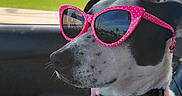 Noel joined the competition — help win amazing prizes! black_and_white, car, casual, collar, companion, cool, daytime, dog, fashion, leash, outdoor, pet, pink, reflection, road_trip, seat, sunglasses, sunlight, vehicle_interior, window