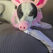 Noel is registered to the contest to win money with this photo: animal, black_and_white, closeup, costume, couch, dog, ears, expression, fabric, funny, fur, indoor, pet, pig, pink, portrait, relaxed, snout, texture, unimpressed