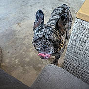 Pepper joined the competition — help win amazing prizes! animal, brindle, close_up, collar, companion, concrete_floor, cute, dog, domestic_animal, ears, french_bulldog, furniture, gold_chain, happy, outdoor, paw, pet, smiling, tongue_out, wicker
