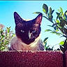 cat, siamese_cat, blue_eyes, brick_wall, plants, greenery, outdoor, sunlight, sky, animal, pet, whiskers, ears, nature, close_up, feline, texture, daylight, curious, portrait