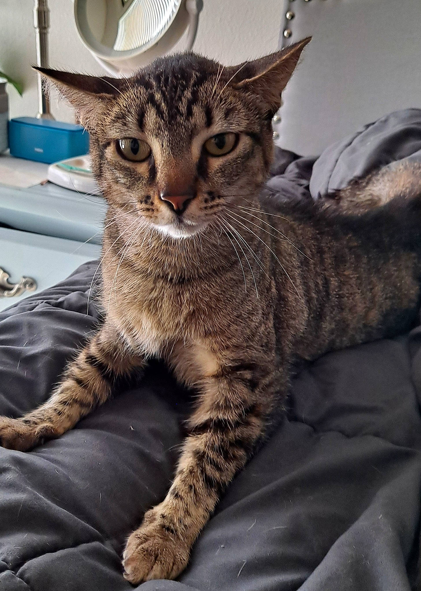 Dodo is registered to the contest to win money with this photo: carnivore, cat, claw, comfort, domestic_short_haired_cat, eye, felidae, fur, metal, paper_towel, paw, serveware, sitting, small_to_medium_sized_cats, snout, tail, terrestrial_animal, whiskers, wildlife