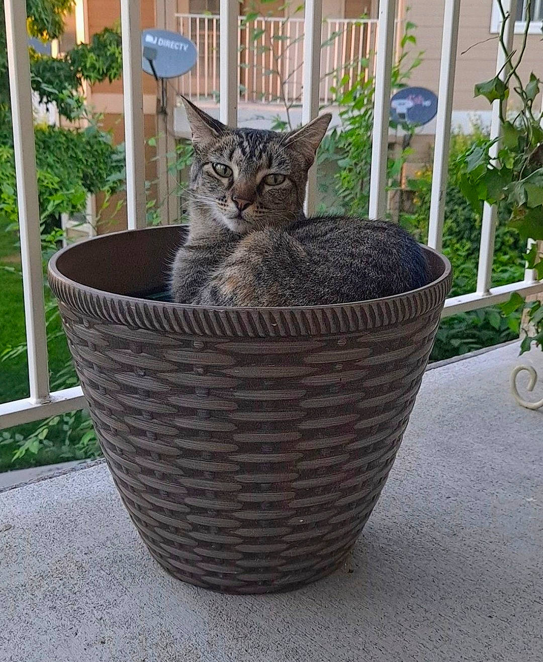 Dodo joined the competition — help win amazing prizes! basket, carnivore, cat, domestic_short_haired_cat, fawn, felidae, flowerpot, grass, grey, houseplant, outdoor_furniture, pet_supply, plant, small_to_medium_sized_cats, tail, terrestrial_animal, whiskers, wicker, window, wood