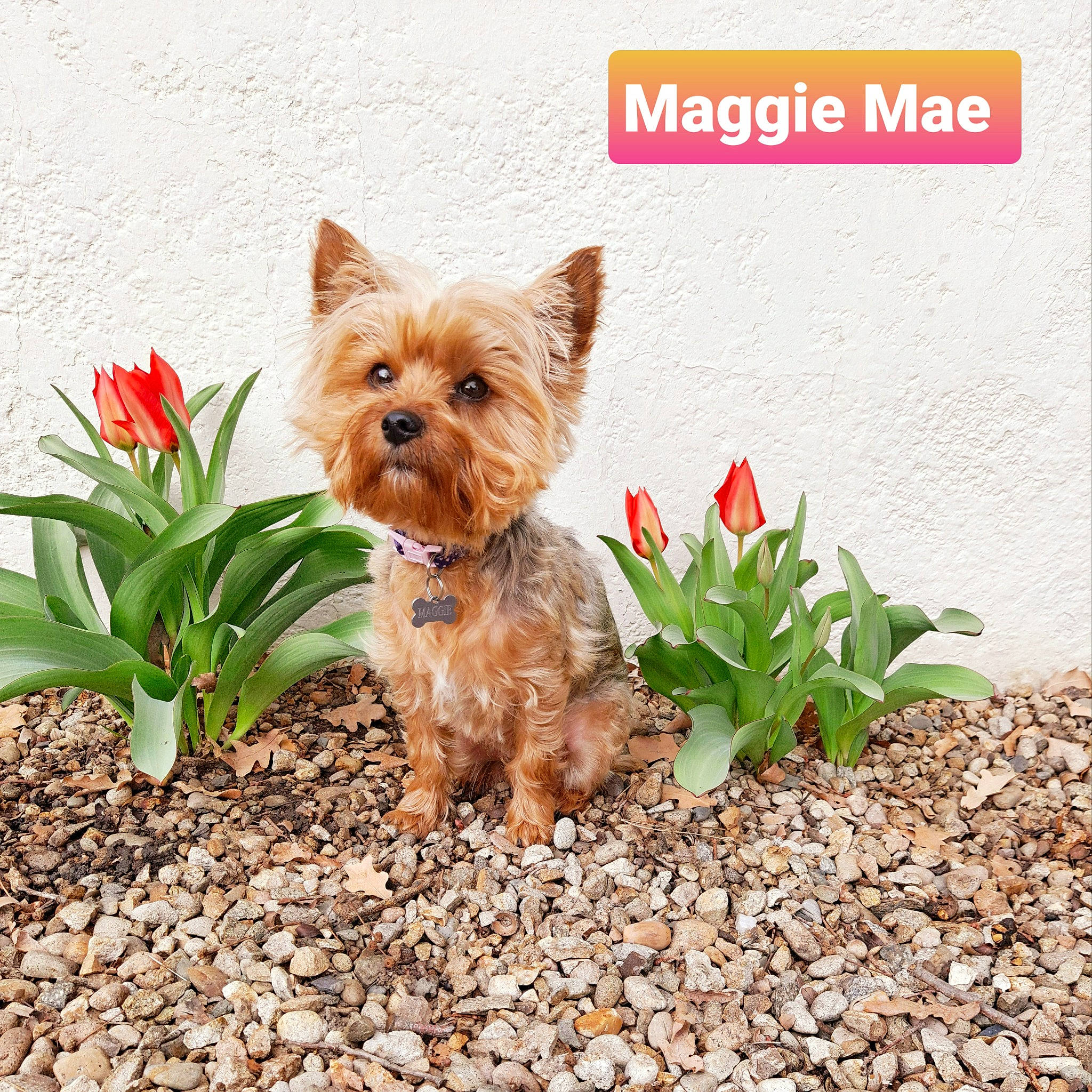 Maggie joined the competition — help win amazing prizes! carnivore, companion_dog, dog, dog_breed, dog_supply, fawn, flower, flowerpot, grass, groundcover, liver, organism, plant, snout, soil, terrestrial_animal, terrestrial_plant, toy_dog, water_dog, working_animal