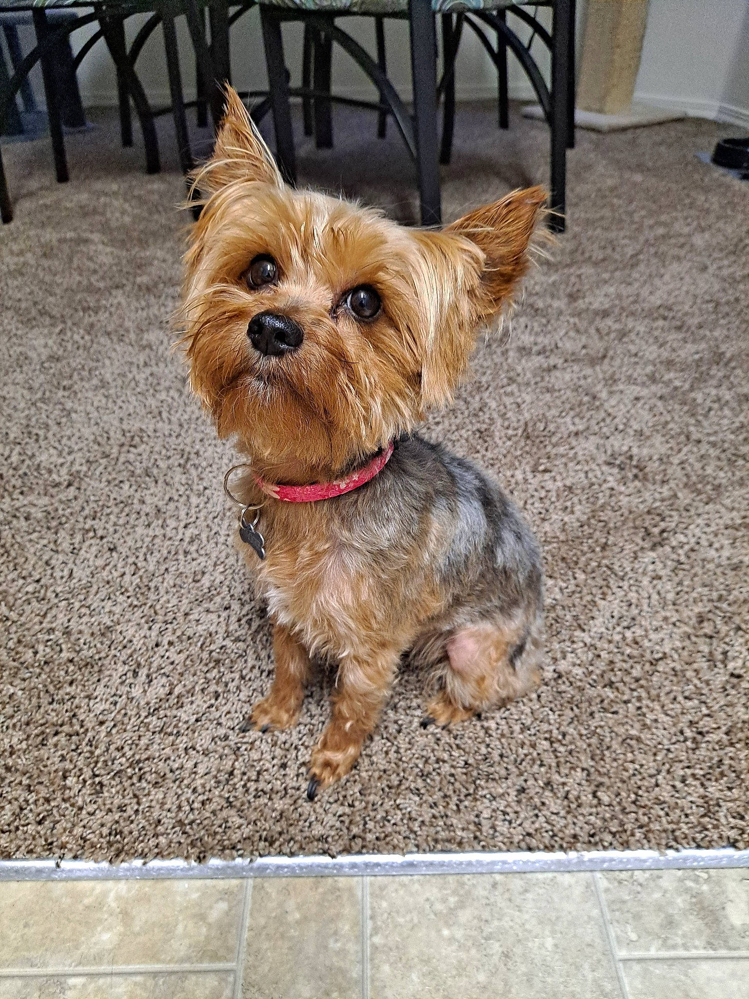 Maggie is registered to the contest to win money with this photo: canidae, carnivore, collar, companion_dog, dog, dog_breed, dog_supply, fashion_accessory, fawn, flooring, fur, liver, small_terrier, snout, sporting_group, terrier, toy_dog, working_animal, yorkipoo, yorkshire_terrier
