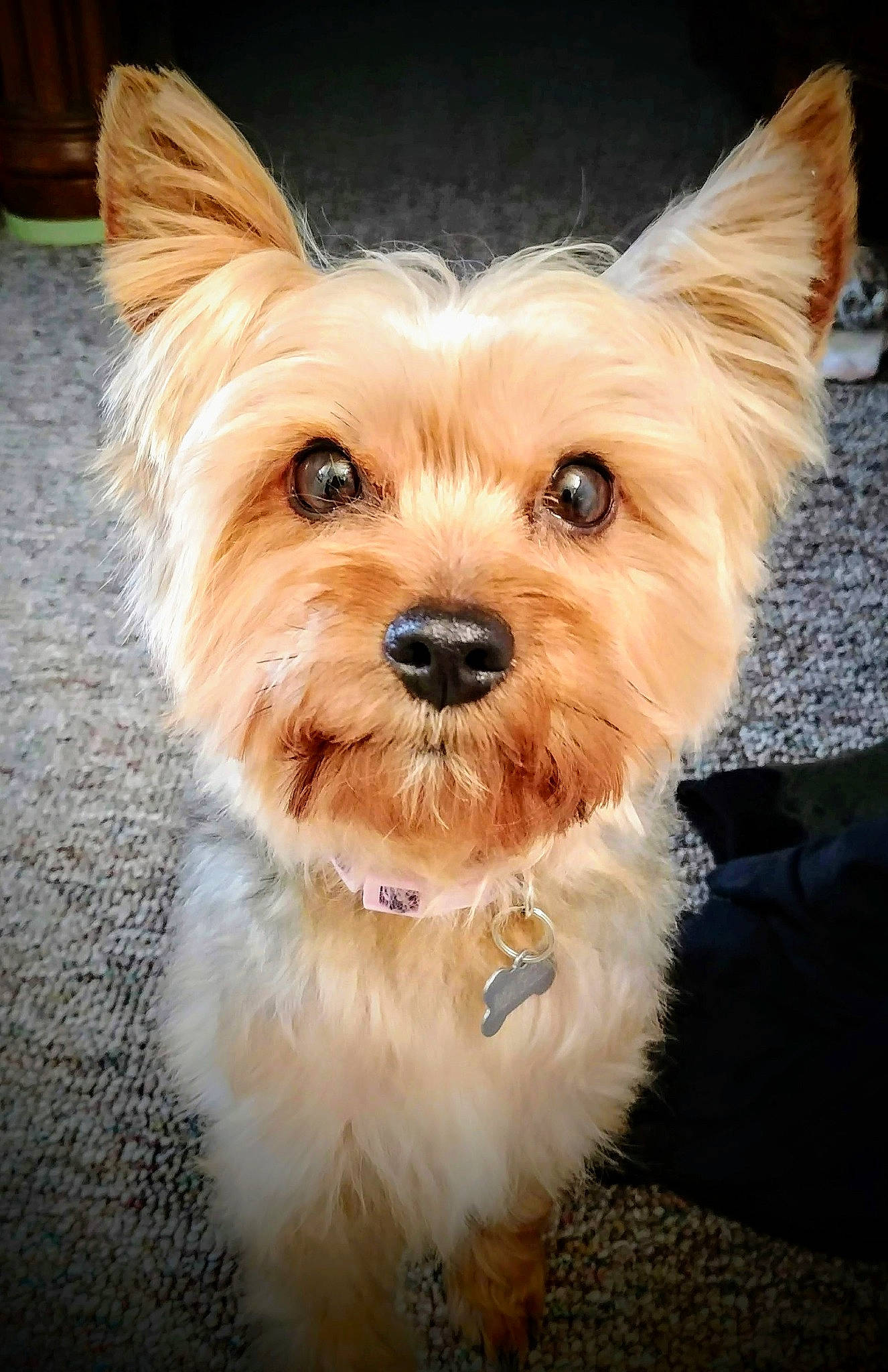 Maggie joined the competition — help win amazing prizes! biewer_terrier, canidae, carnivore, collar, companion_dog, dog, dog_breed, dog_collar, dog_supply, fawn, fur, liver, small_terrier, snout, sporting_group, terrestrial_animal, toy_dog, working_animal, yorkipoo, yorkshire_terrier