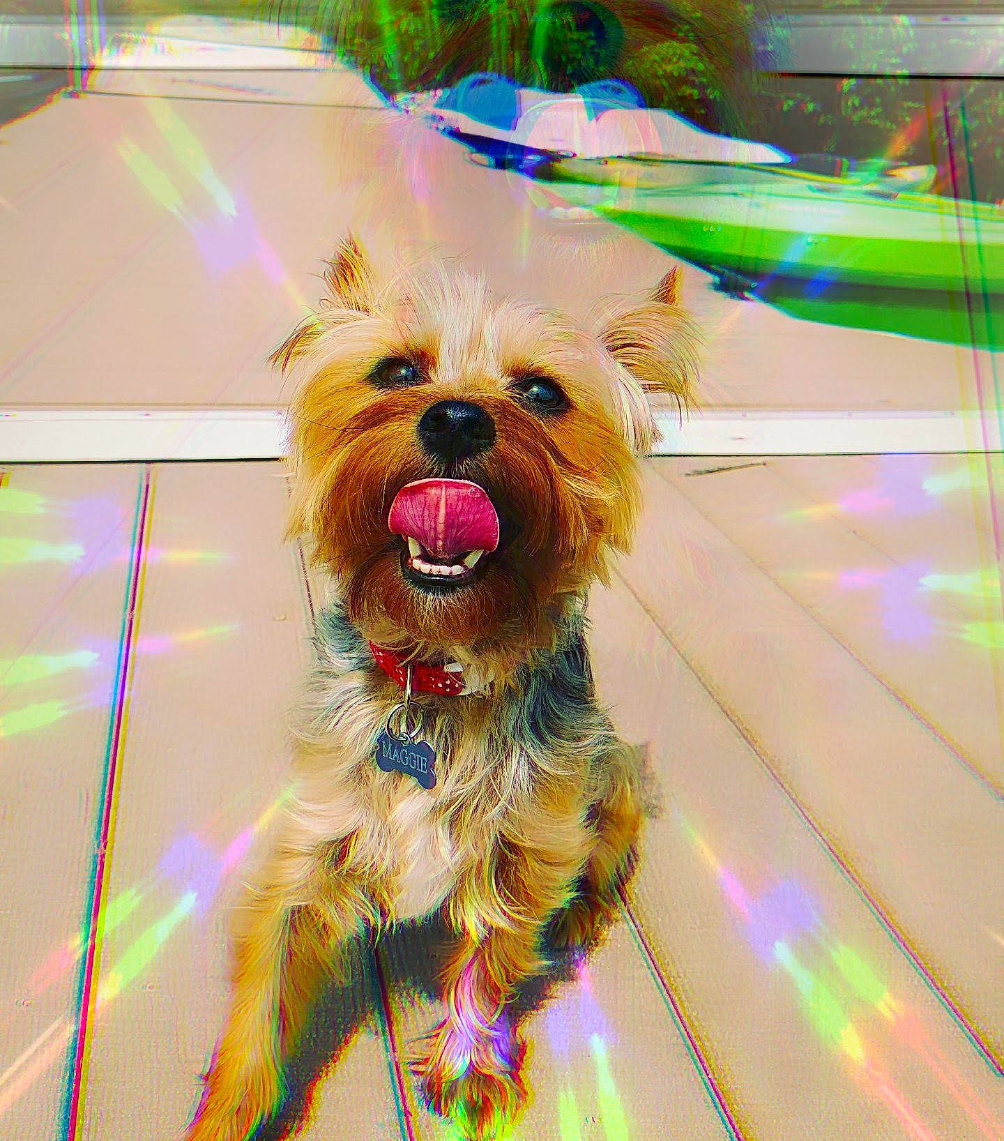 Maggie joined the competition — help win amazing prizes! canidae, carnivore, collar, companion_dog, dog, dog_breed, dog_collar, dog_supply, electric_blue, eyewear, fashion_accessory, fawn, flooring, leash, small_terrier, snout, sporting_group, terrier, toy_dog, working_animal